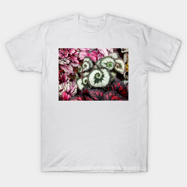 Begonia Escargot T-Shirt by pinkal